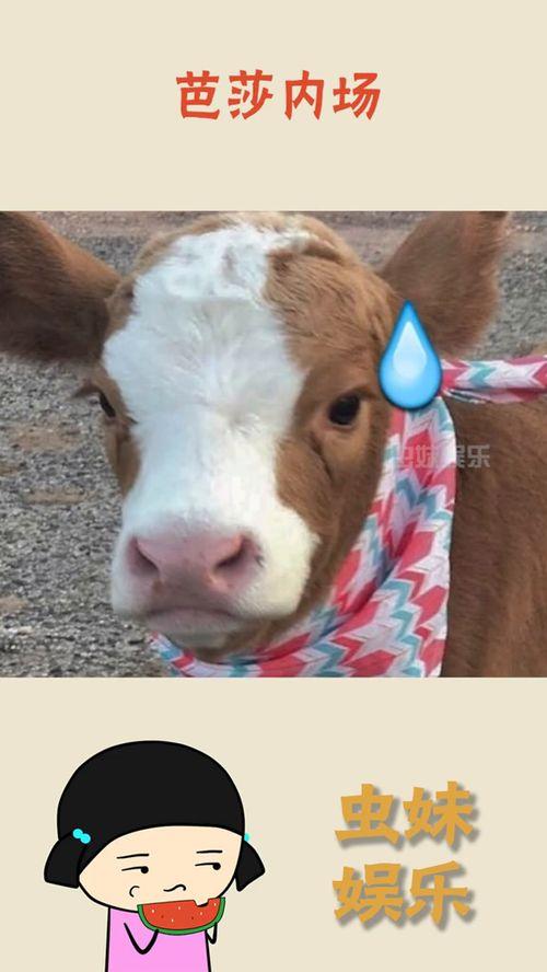 娱乐吃瓜酱爸爸的宠物,揭秘明星宠物的趣味生活  第1张